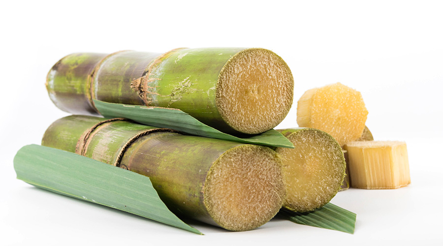 sugar cane